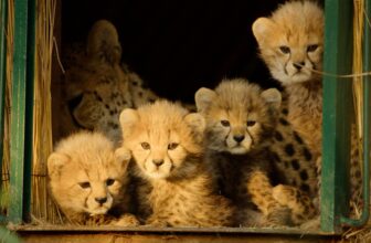 Estreno del día en Apple TV: «Selvagens por Natureza» – MacMagazine