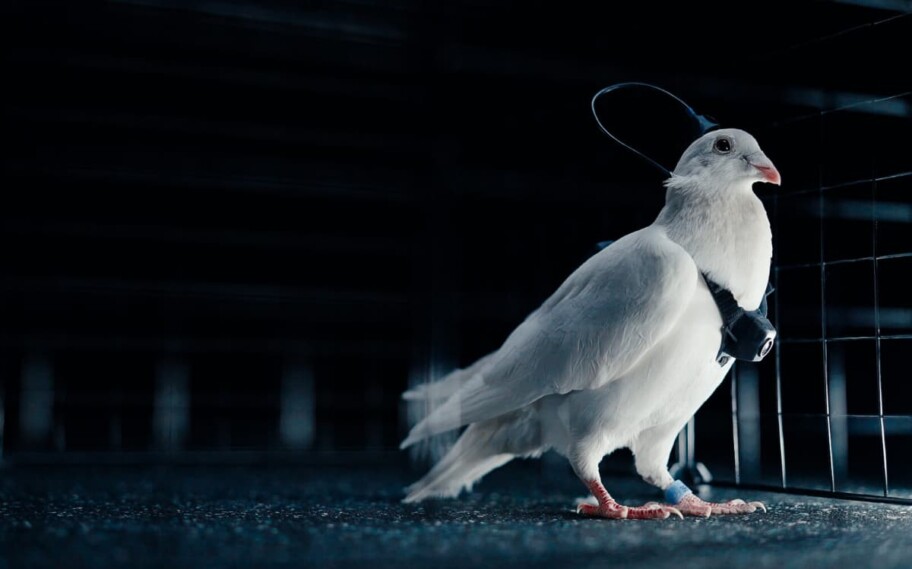 ¡Locura! Una startup rusa hackea el cerebro de las palomas para convertirlas en drones vivientes