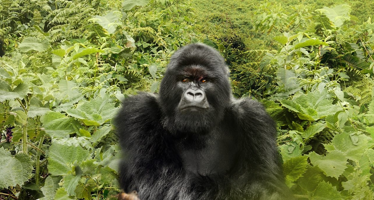 Corning presenta Gorilla Glass Creamic 3 en el MWC 2026